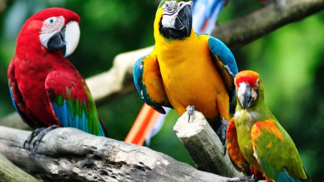 Photo of Others in Central Seberang Perai