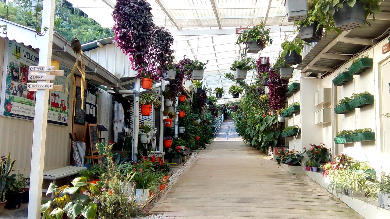 Photo of Others in Lojing