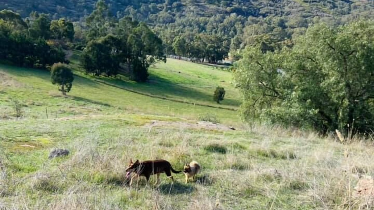 Photo of Others in Trawool