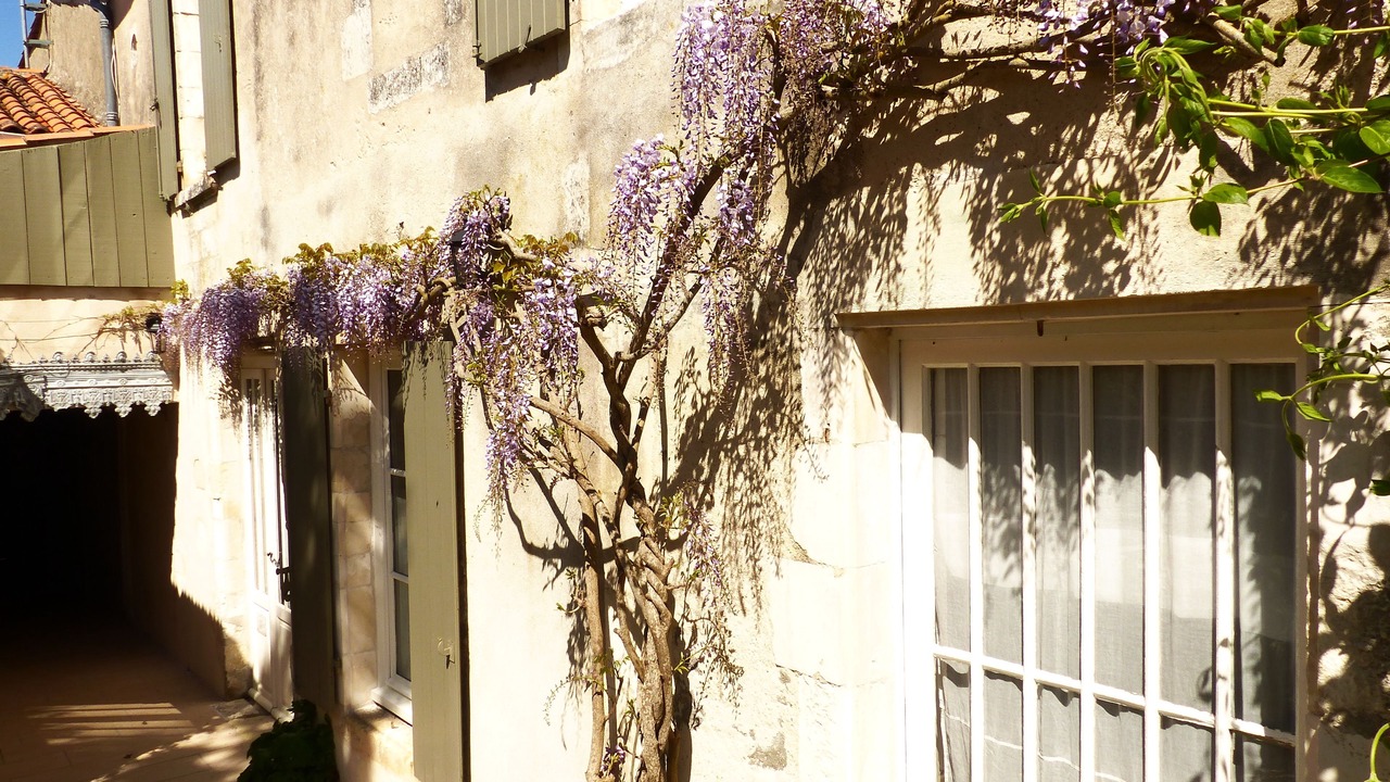 Photo of Outdoor in Saint-Martin-de-Re