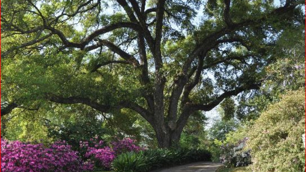 Photo of Outdoor in Natchez