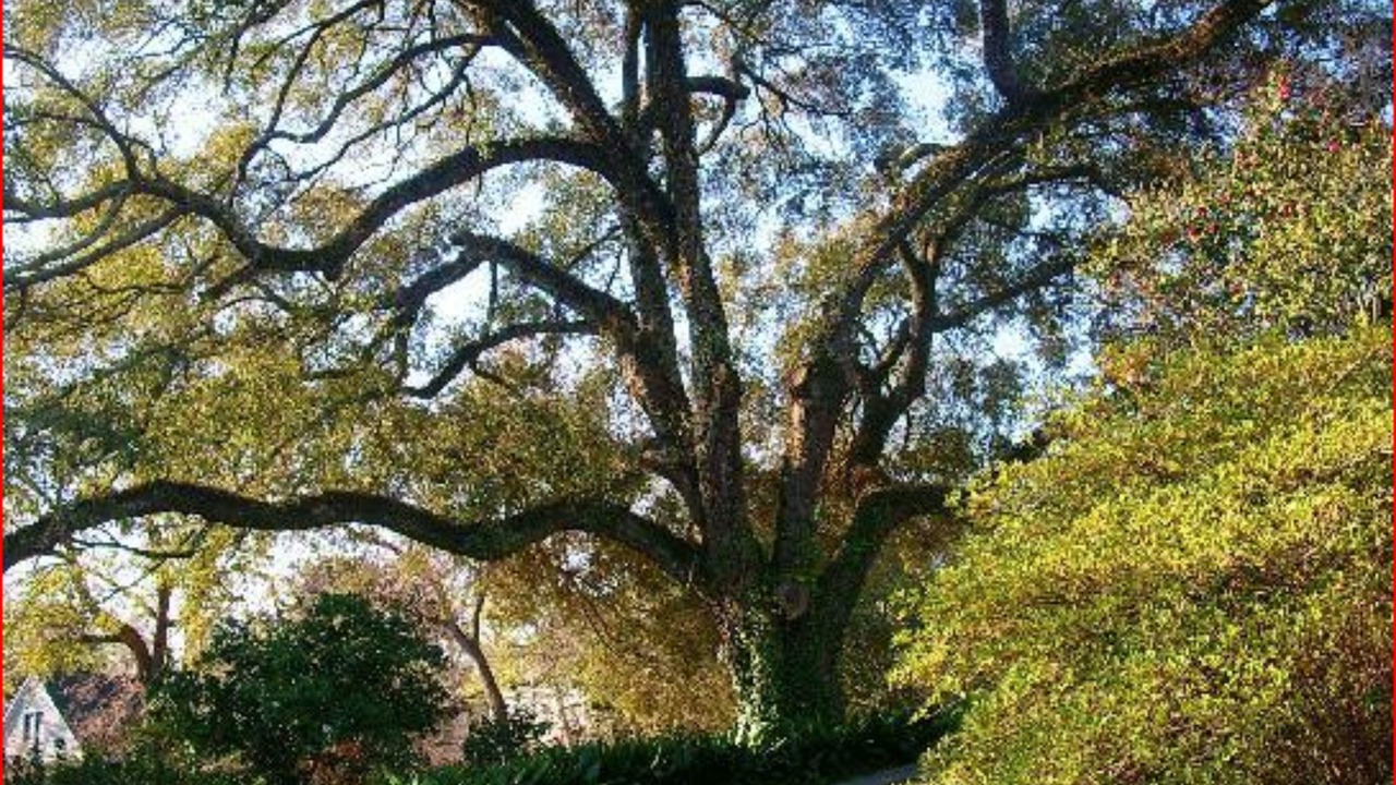 Photo of Outdoor in Natchez