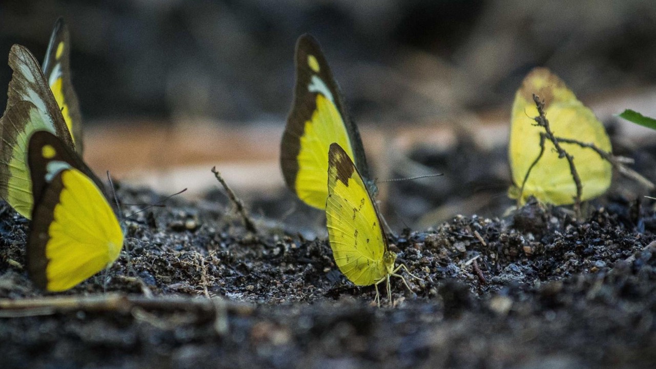 Photo of Outdoor in Ringlet