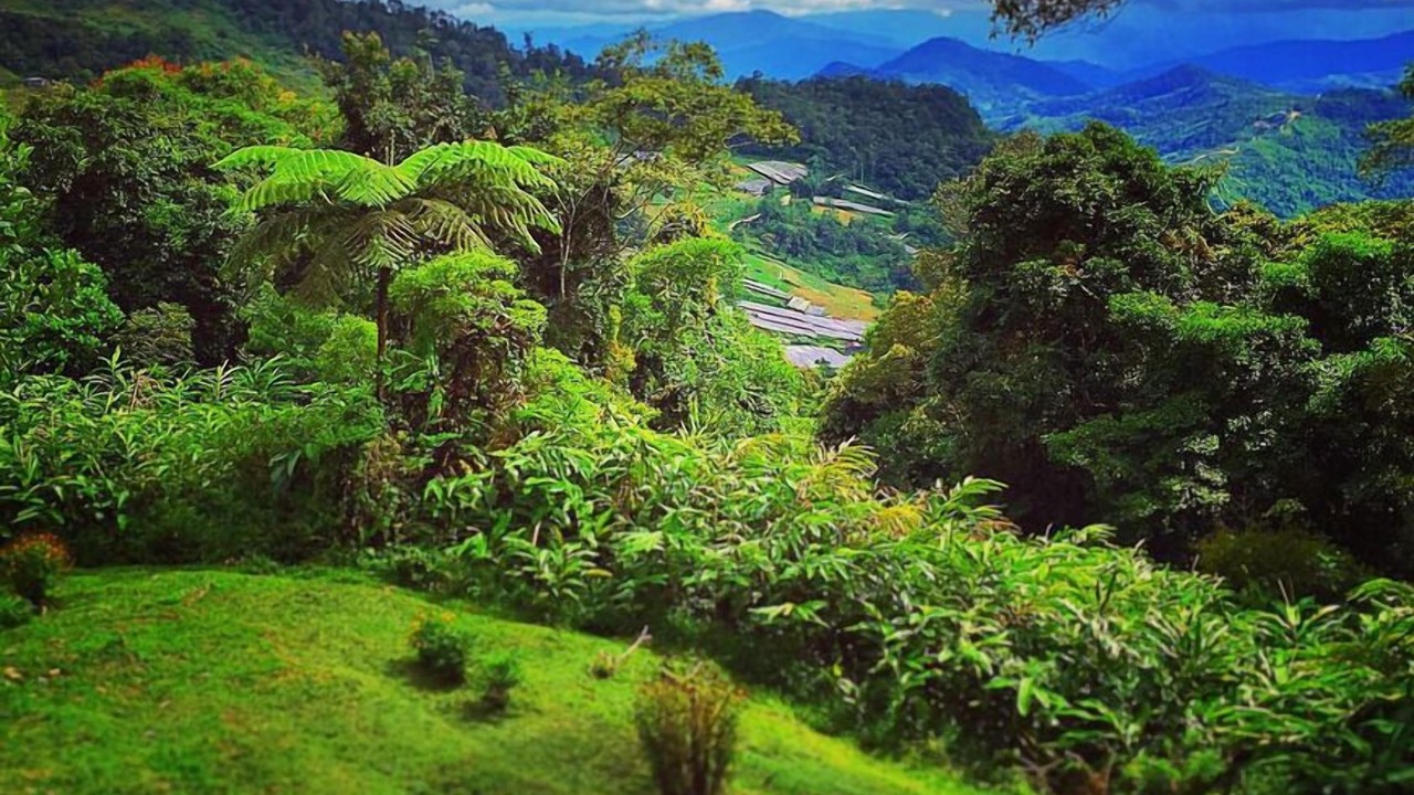Photo of Others in Kinabalu Park
