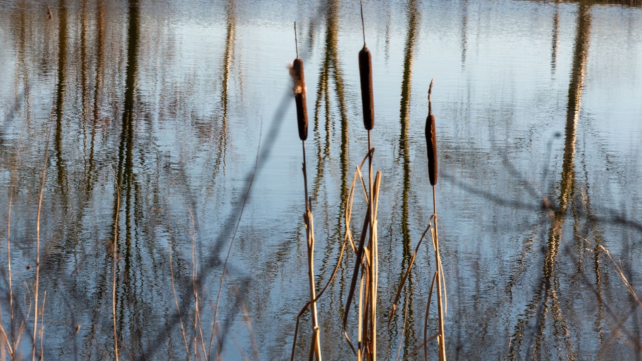 Photo of Outdoor in Amerton
