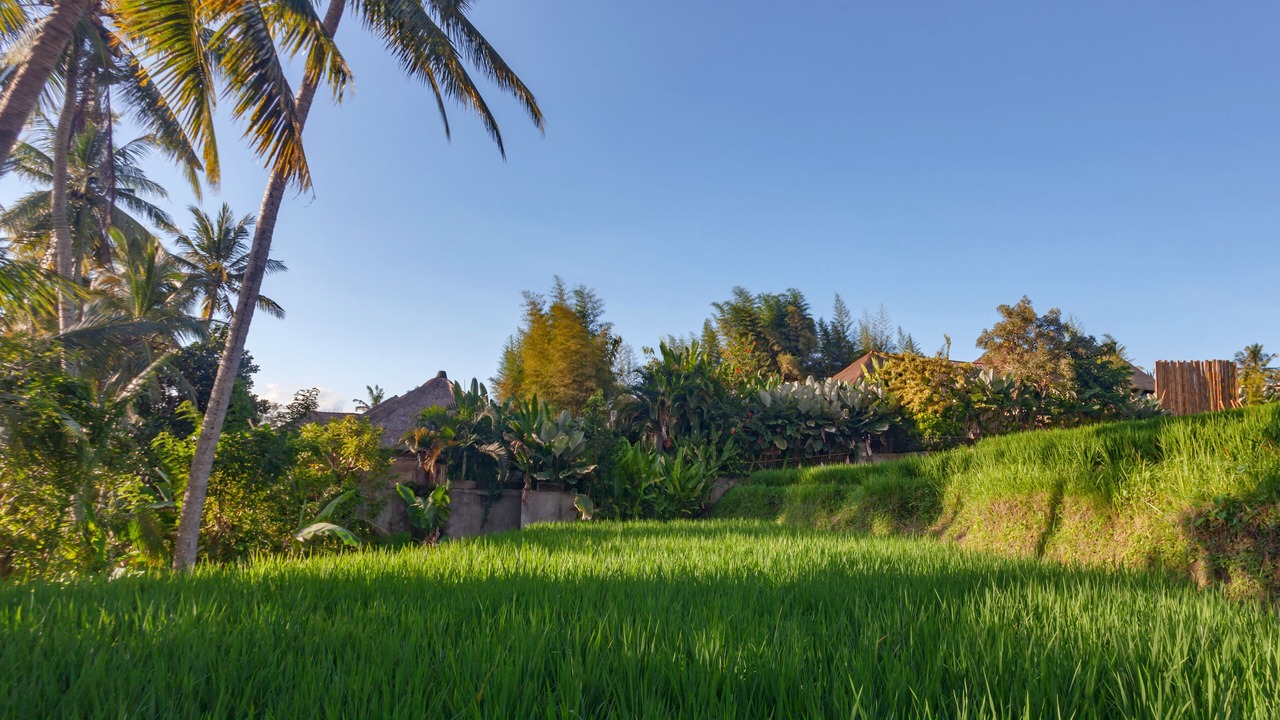 Photo of Outdoor in Pejeng Kawan