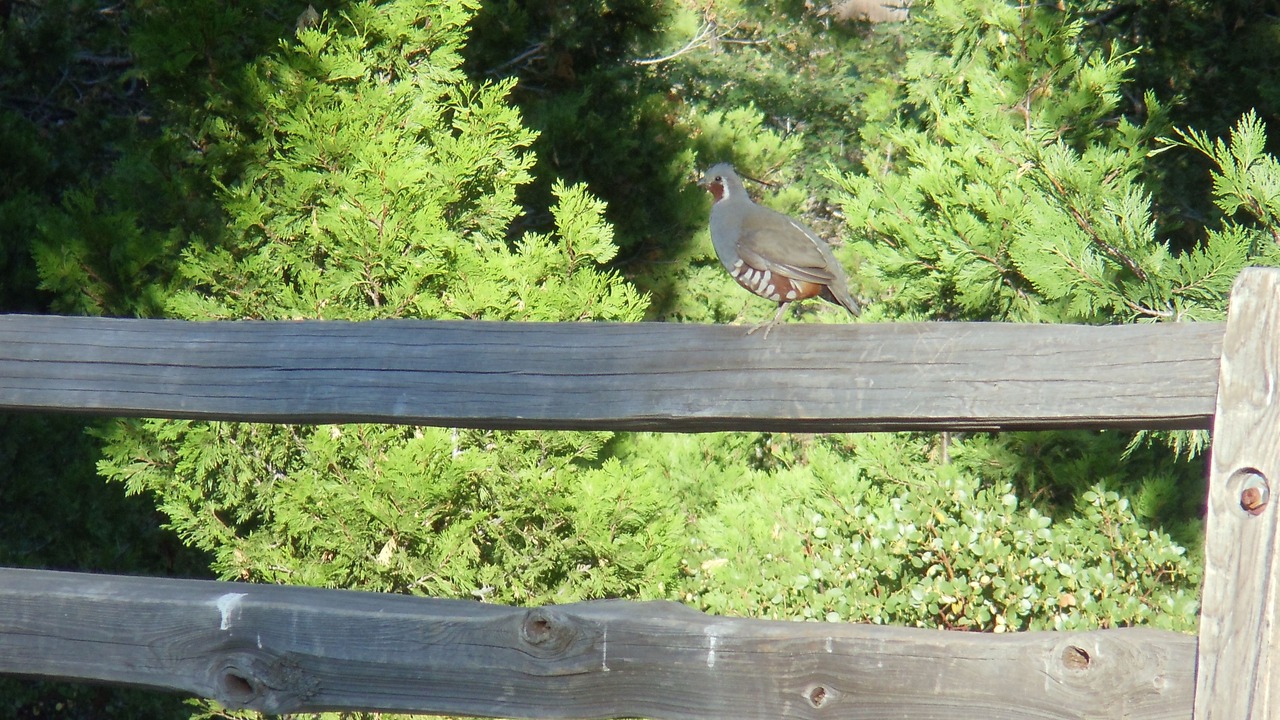 Photo of Outdoor in Squaw Valley