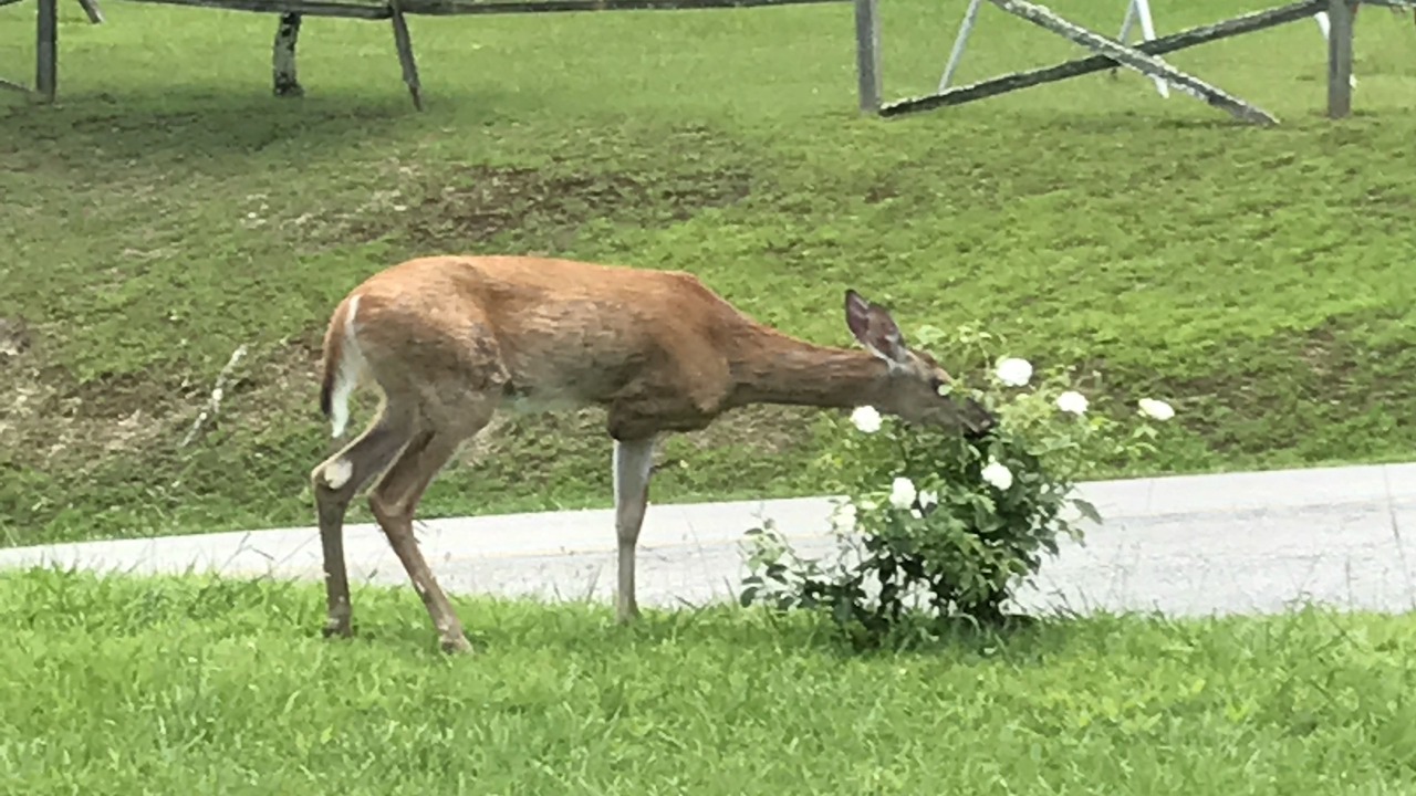Photo of Outdoor in Coal Run Village