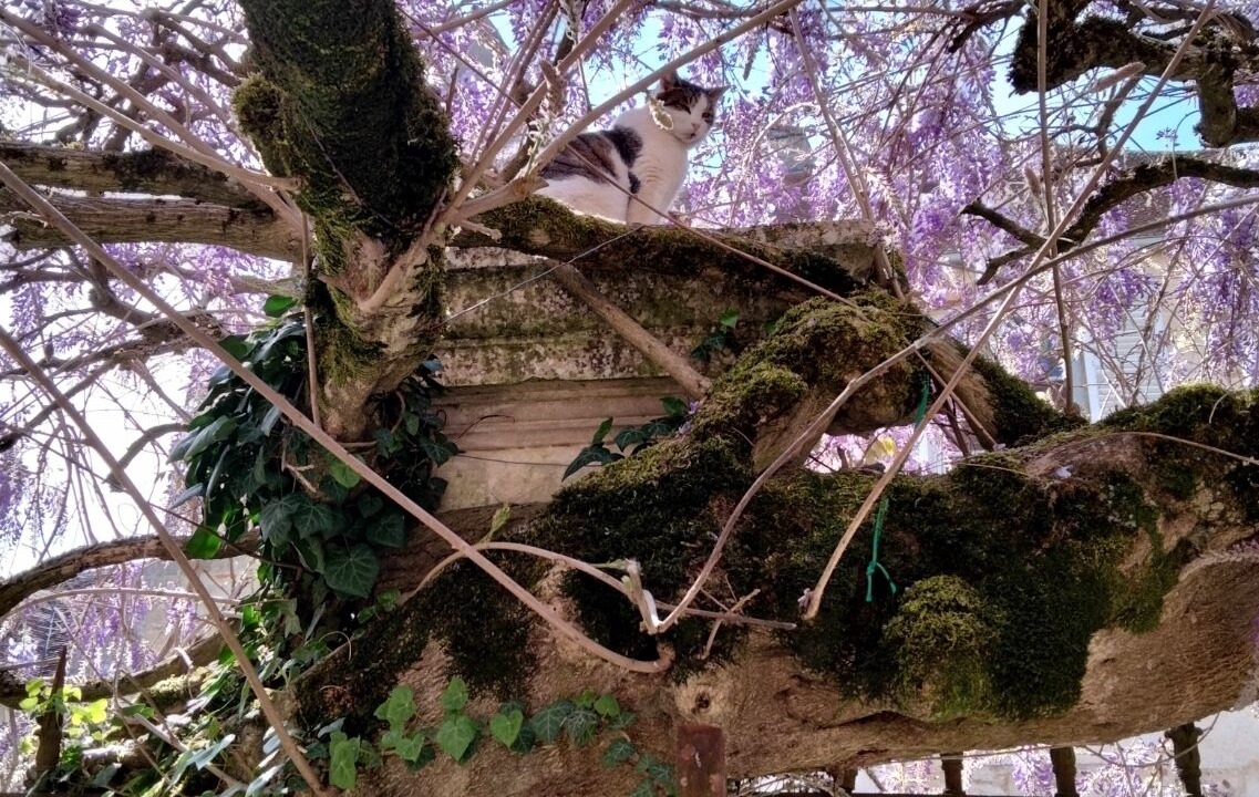Photo of Outdoor in Vezelay