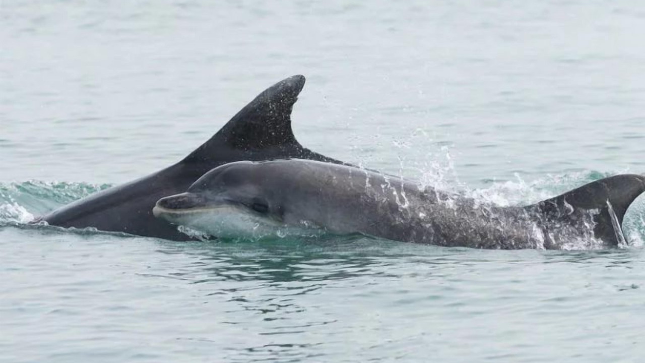 Photo of Others in Tan-y-groes