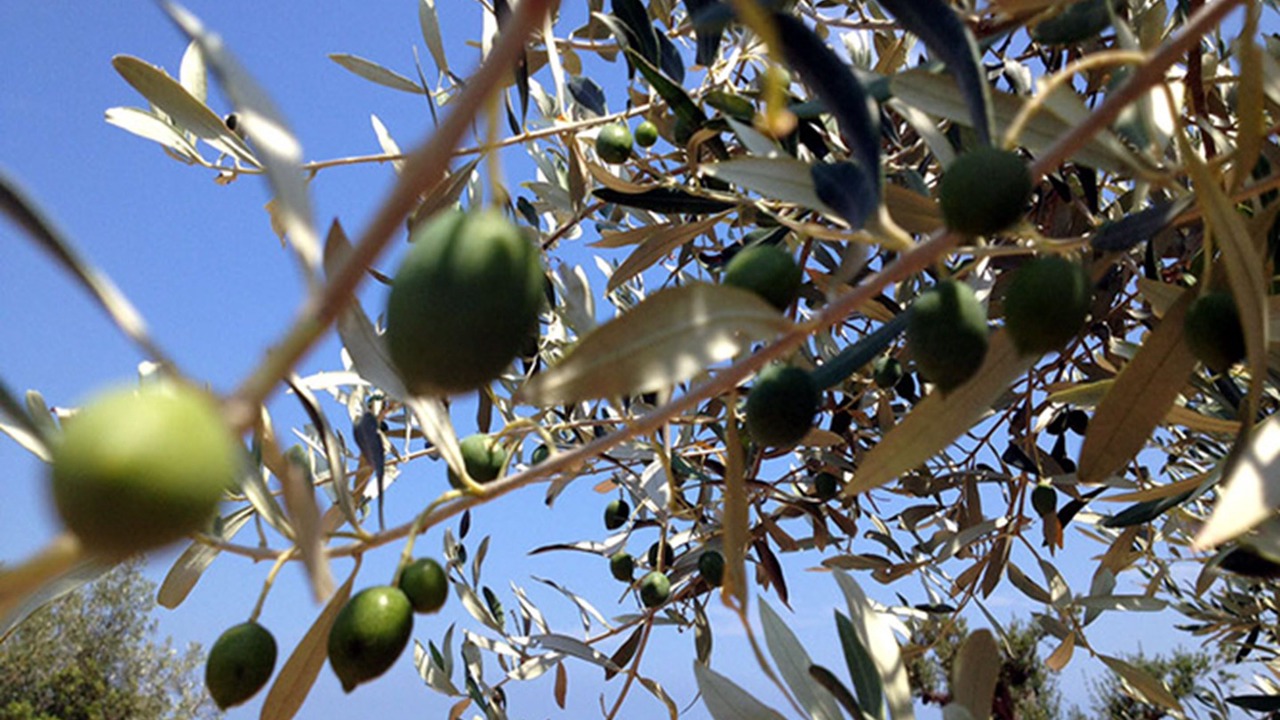 Photo of Outdoor in Cap Roig