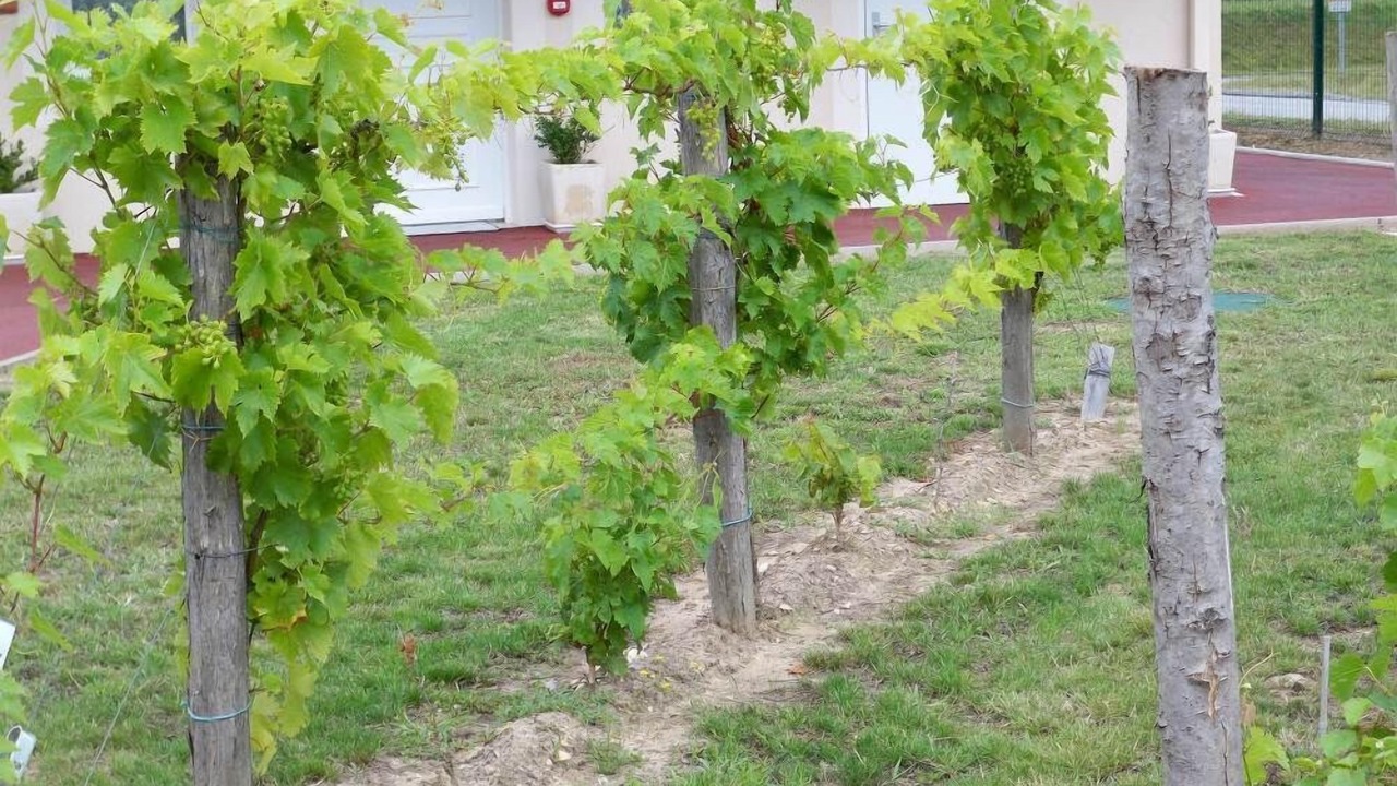 Photo of Outdoor in Menesplet