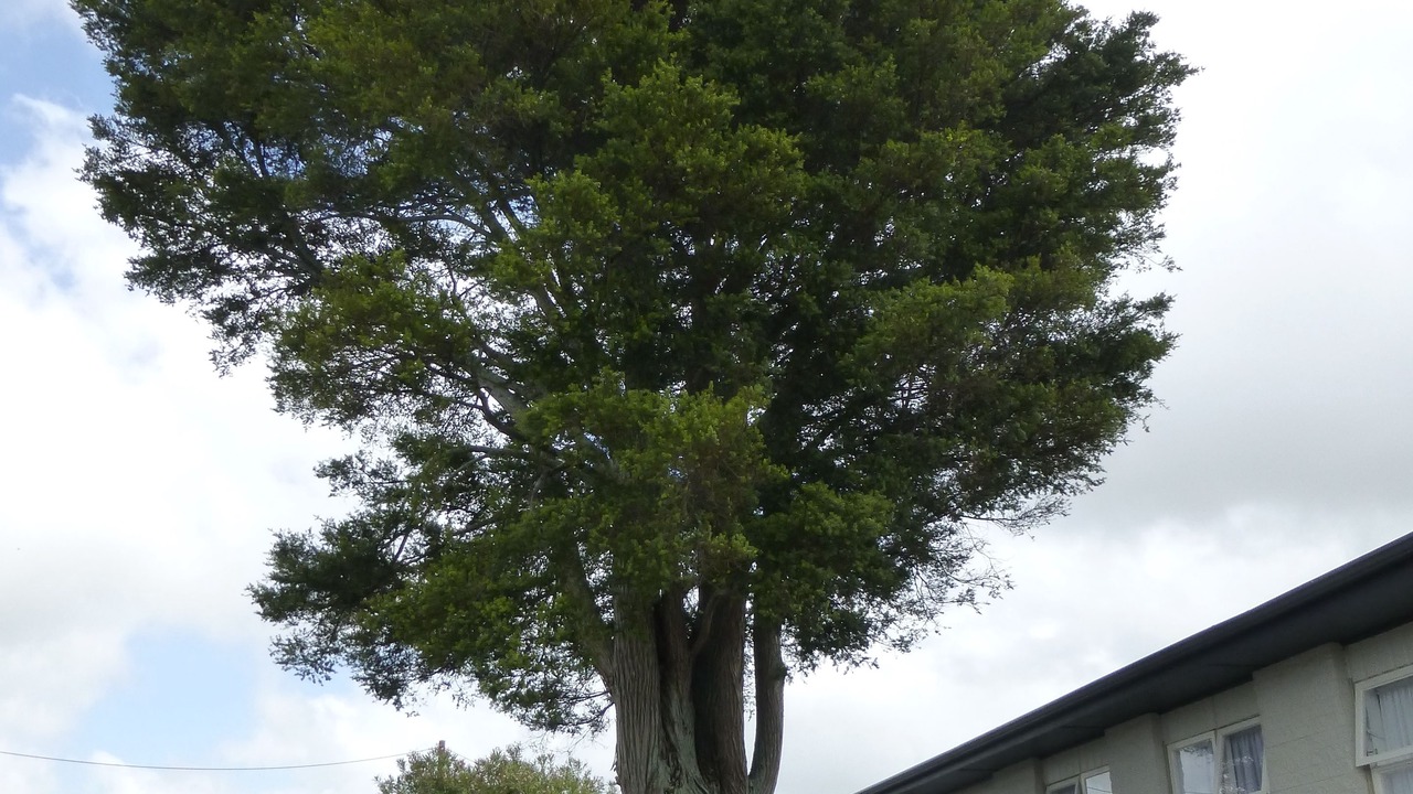 Photo of Outdoor in Levin