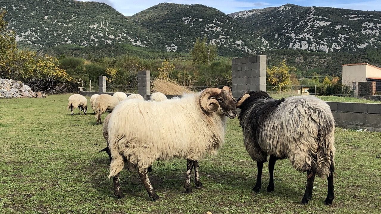 Photo of Outdoor in Caudies-de-Fenouilledes