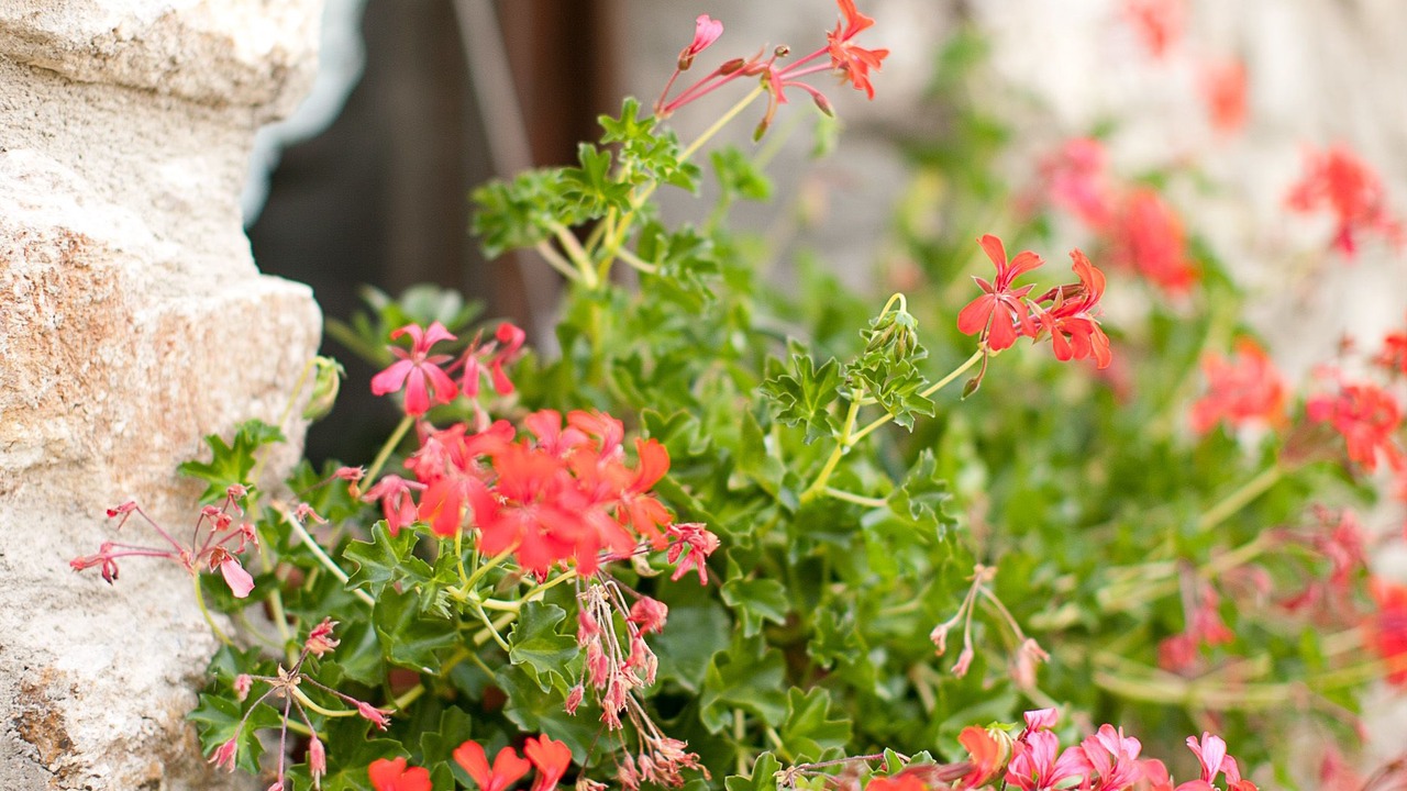 Photo of Patio Balcony in Senterada
