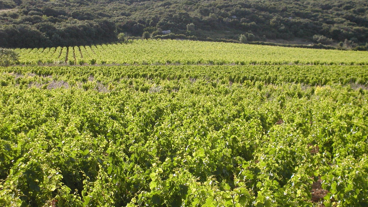 Photo of Others in Vic-la-Gardiole