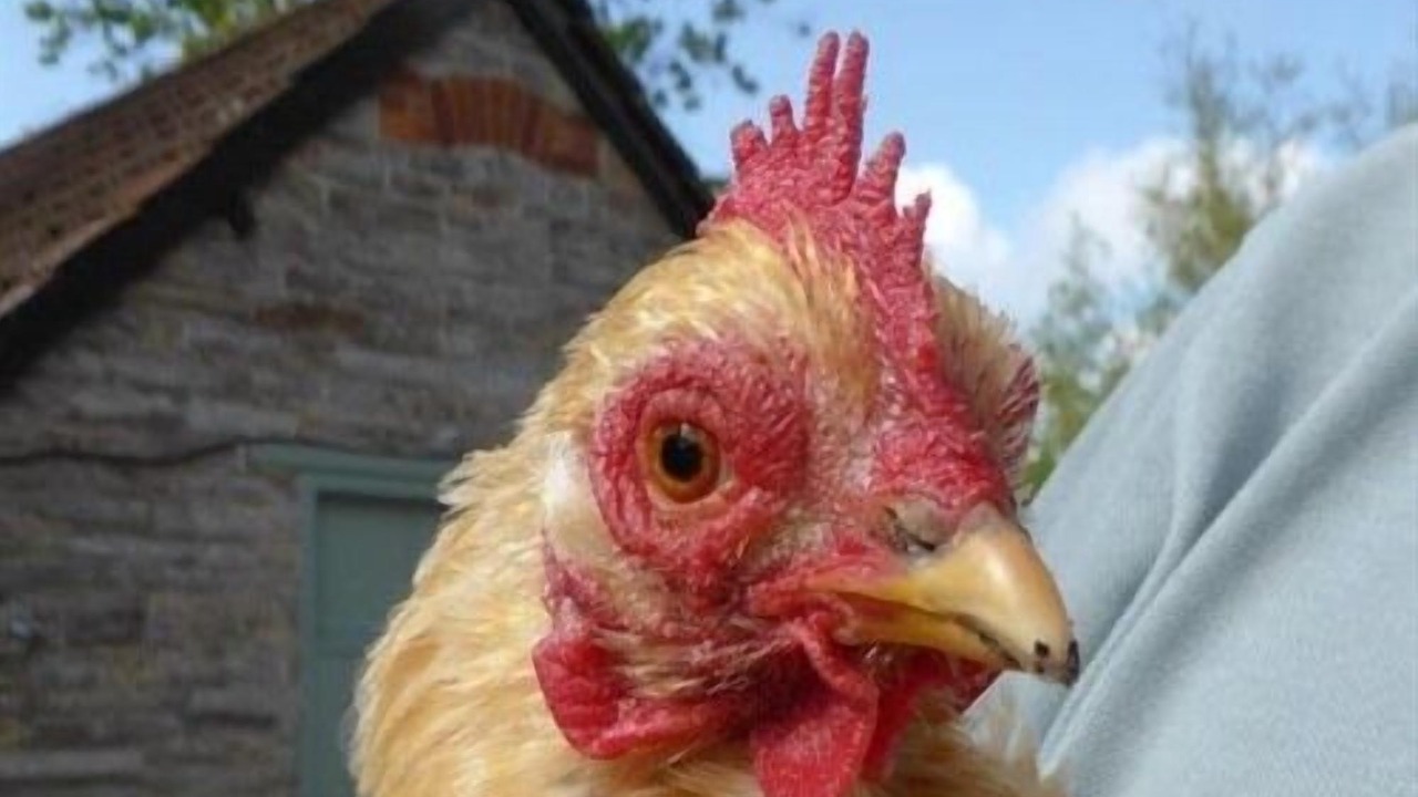 Photo of Others in Shepton Mallet