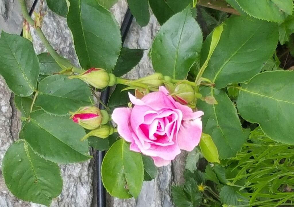 Photo of Others in Shepton Mallet