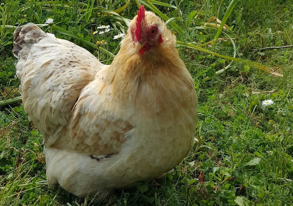 Photo of Others in Shepton Mallet