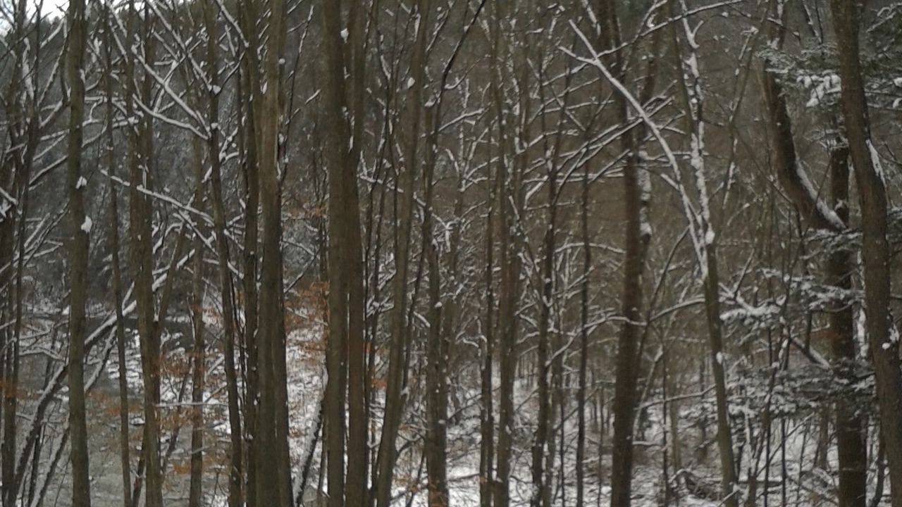 Photo of Outdoor in Prattsville