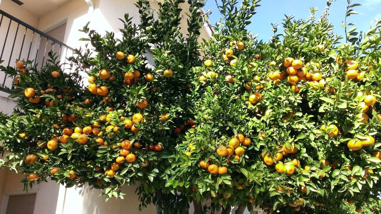 Photo of Outdoor in Fresno