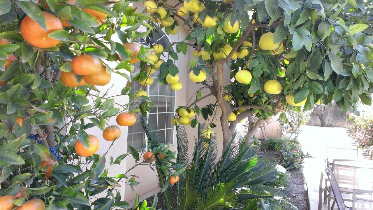 Photo of Outdoor in Fresno