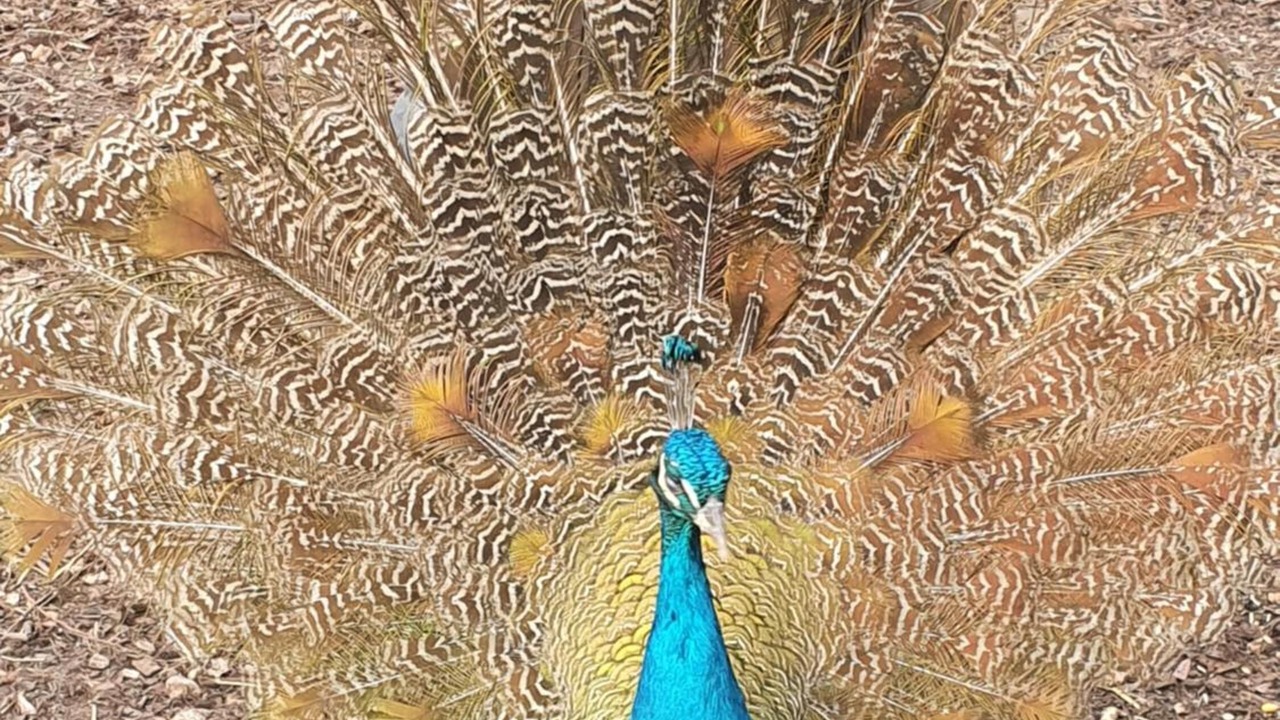 Photo of Outdoor in Pons