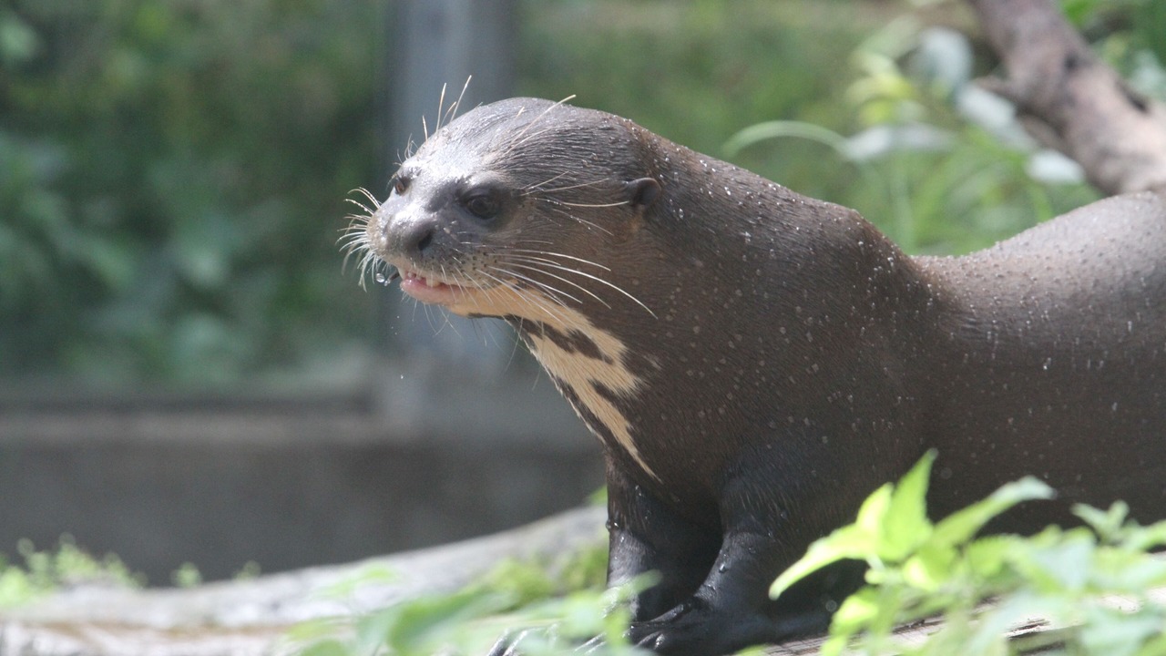 Photo of Others in Givskud