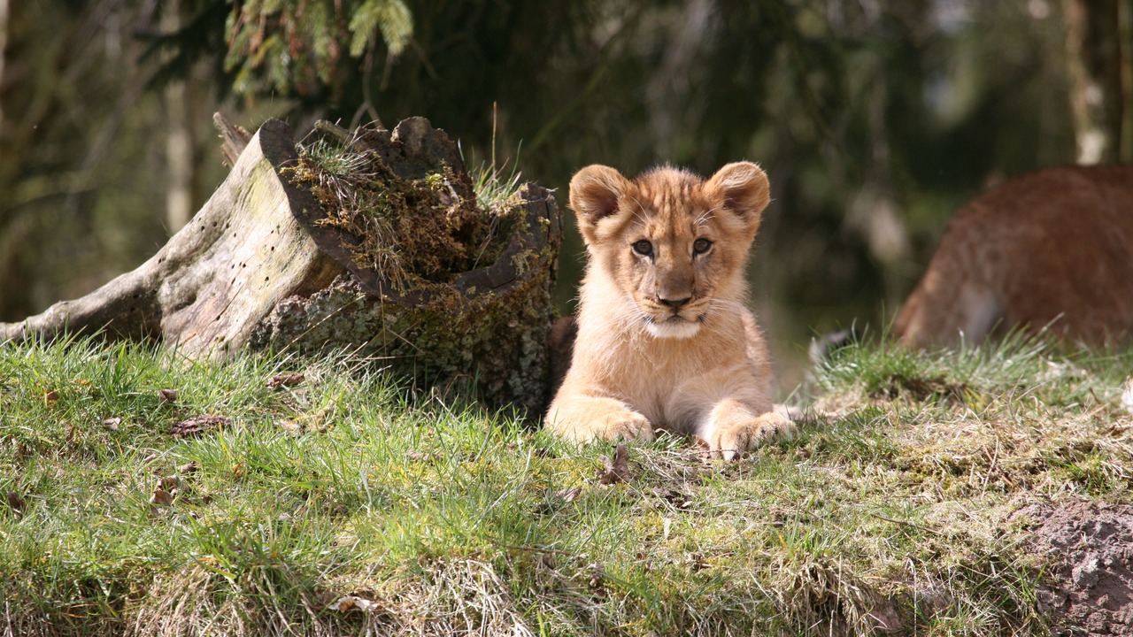 Photo of Others in Givskud