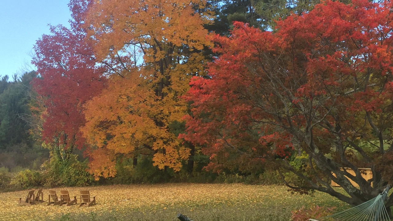 Photo of Others in Williamsville