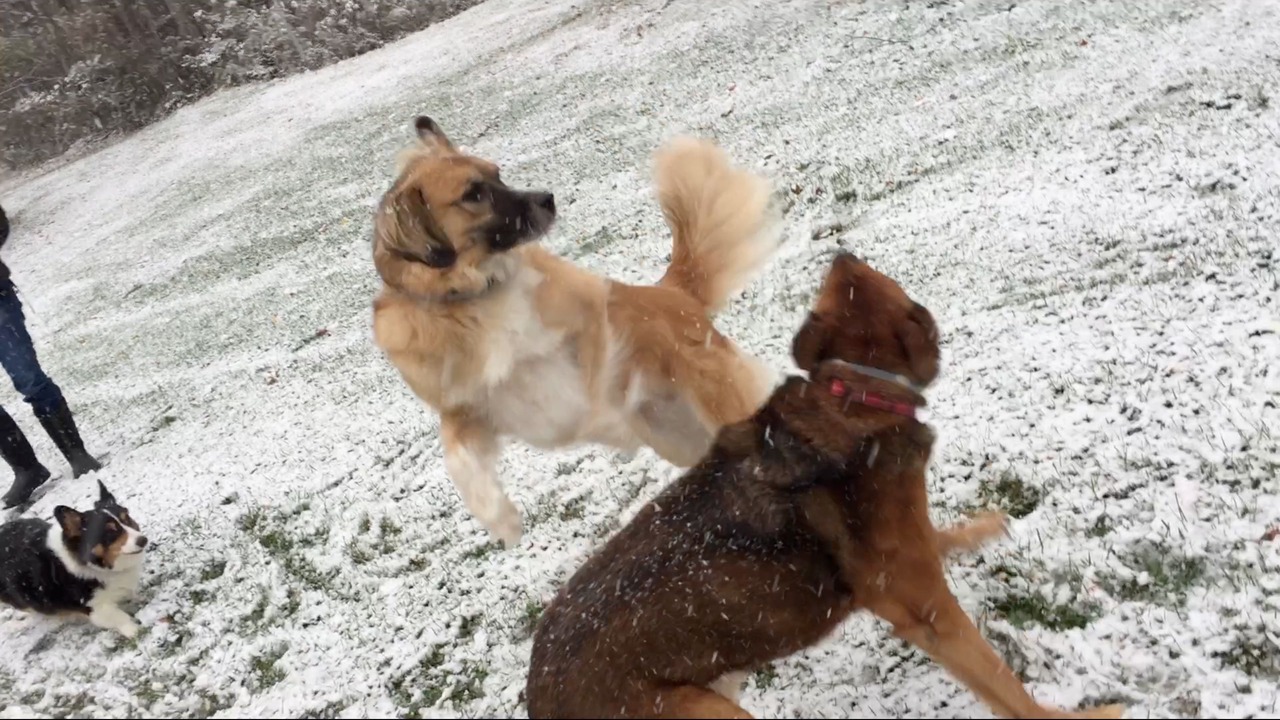 Photo of Others in Williamsville