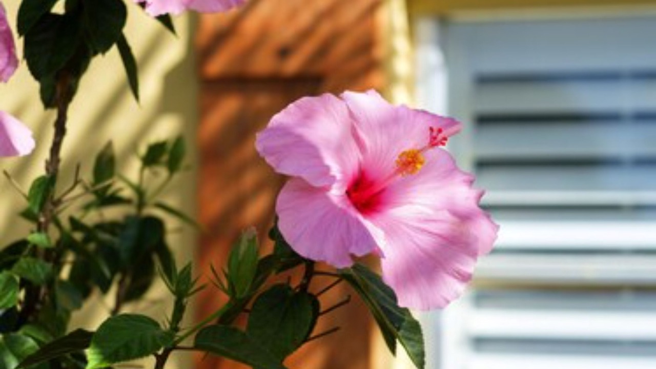 Photo of Outdoor in Delray Beach