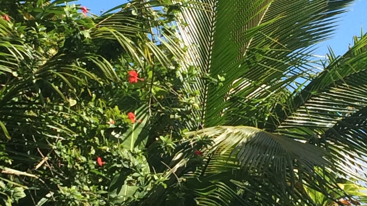 Photo of Outdoor in Hilo