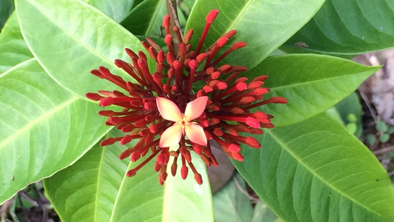 Photo of Outdoor in Hilo