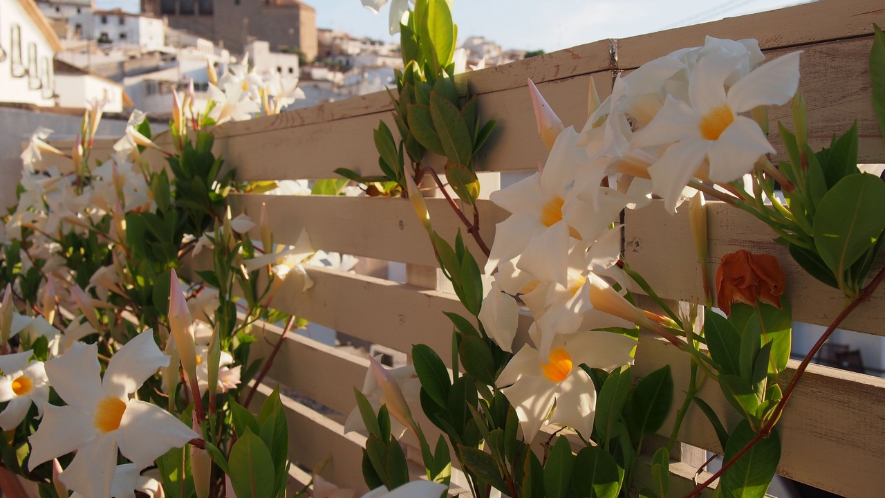 Photo of Others in Altea