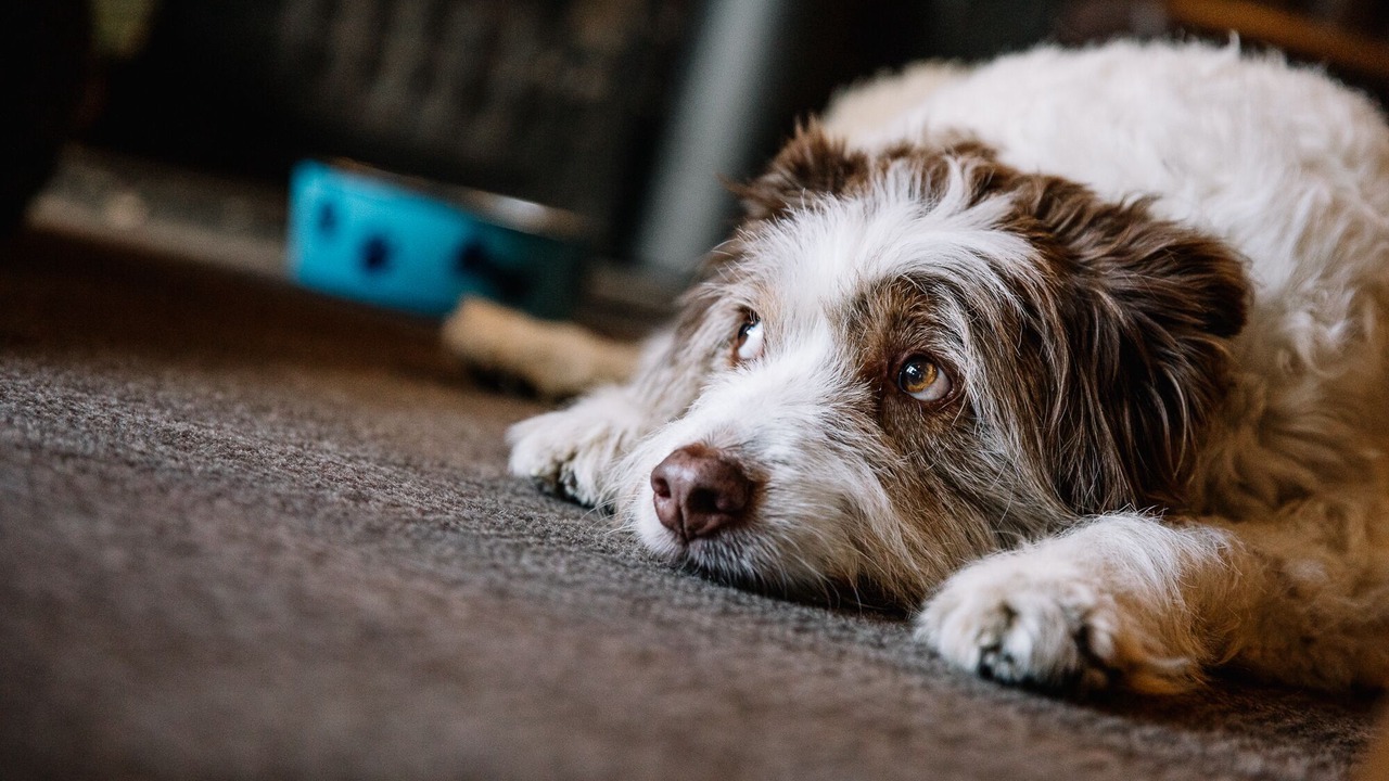 Photo of Others in Wing