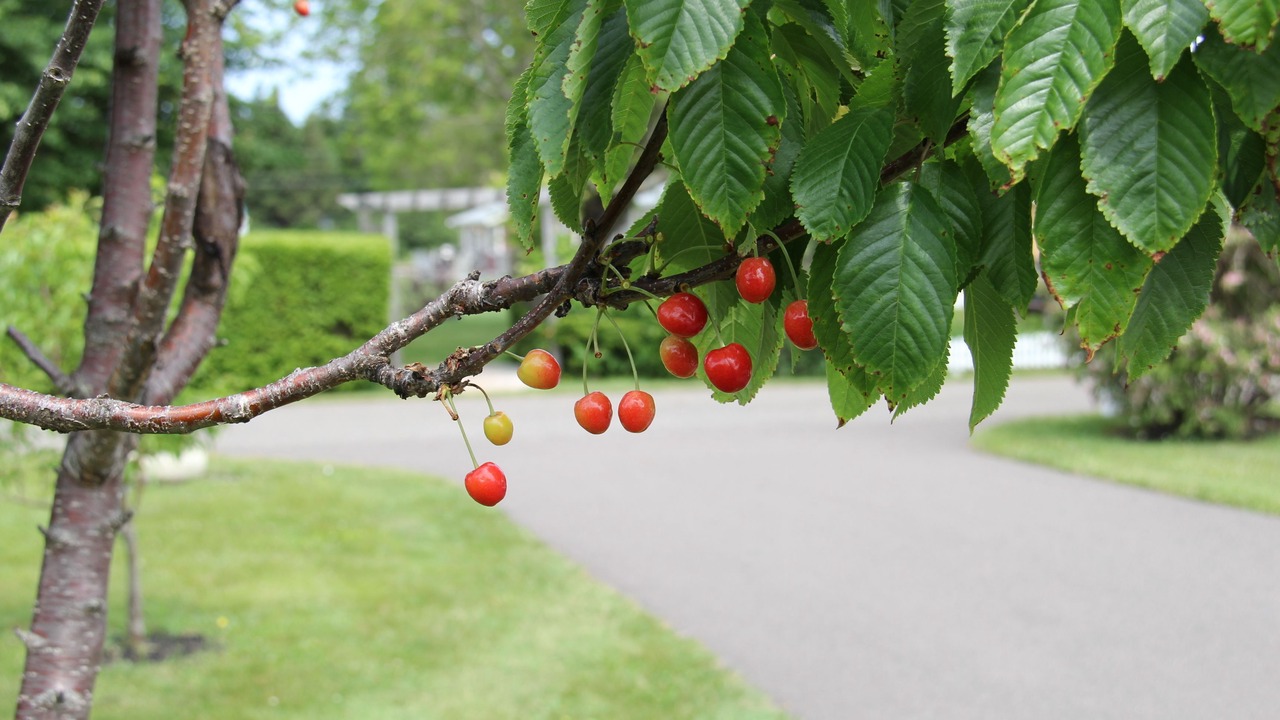 Photo of Outdoor in Cavendish