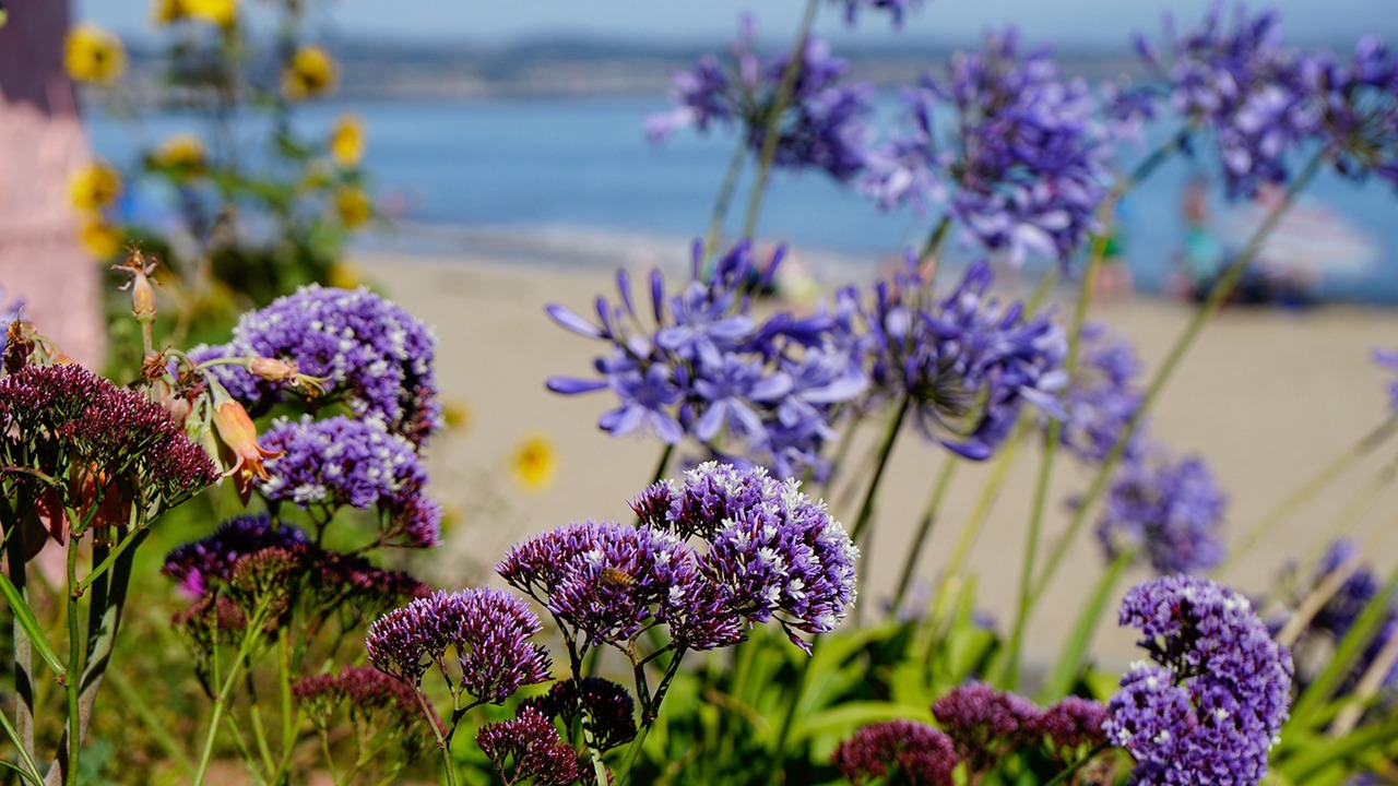 Photo of Outdoor in Capitola
