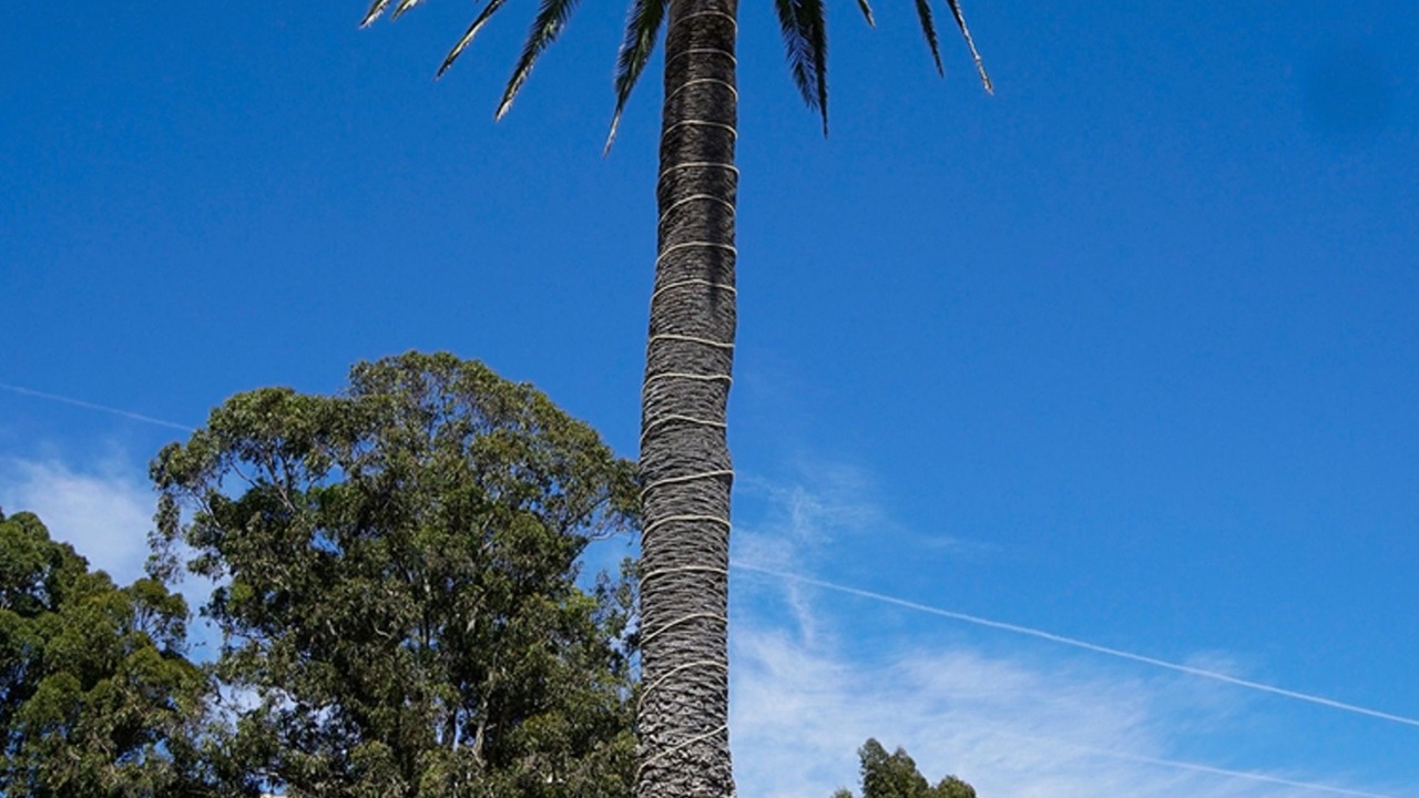Photo of Outdoor in Capitola