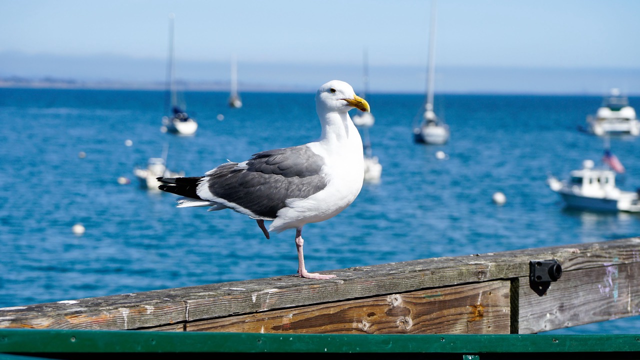 Photo of Outdoor in Capitola
