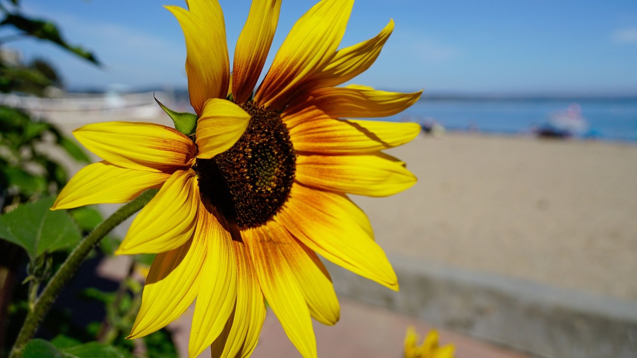 Photo of Others in Capitola