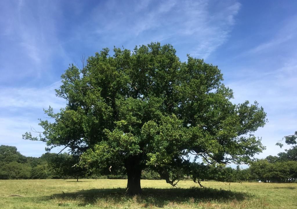 Photo of Outdoor in Takeley