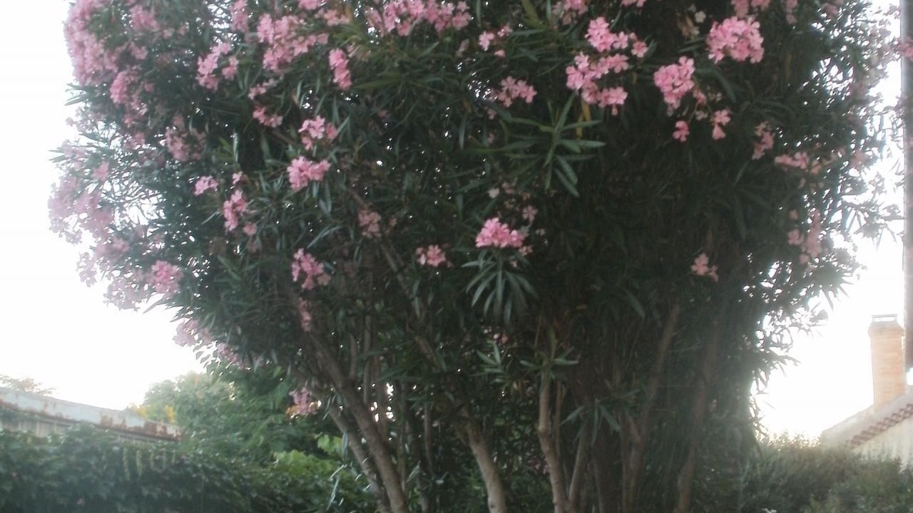 Photo of Outdoor in Pierrelatte