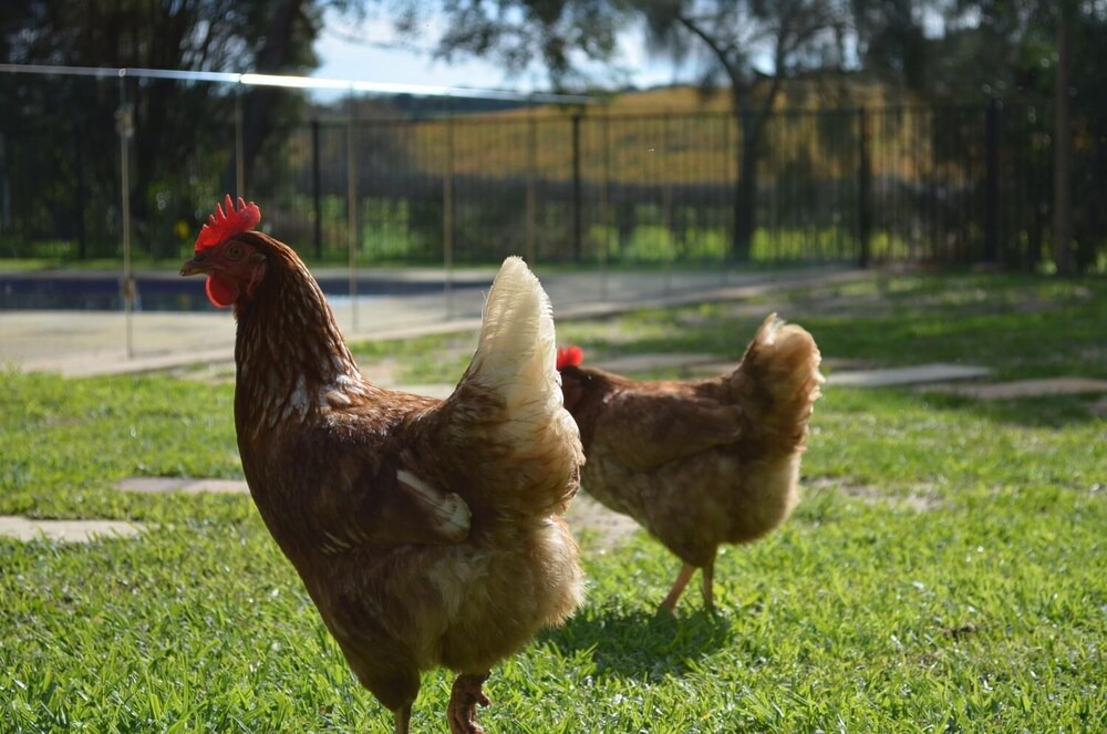 Photo of Others in Tatachilla