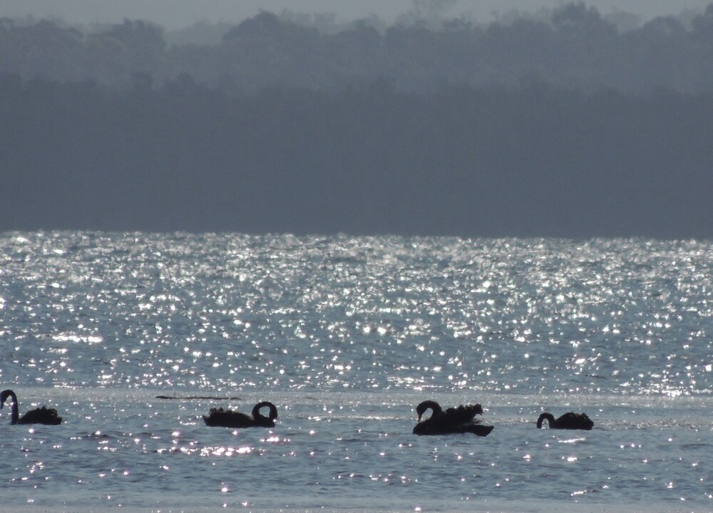 Photo of Others in Sanctuary Point