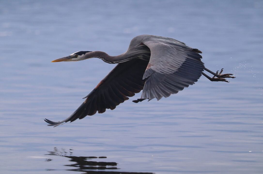 Photo of Others in Camano Island