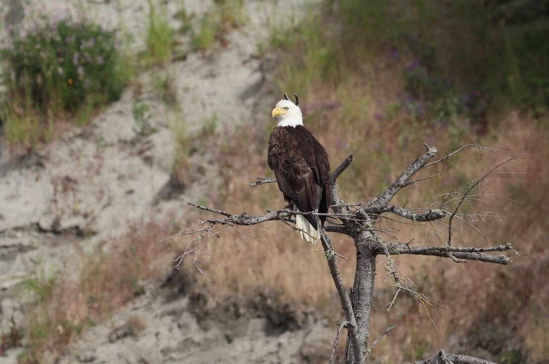 Photo of Others in Camano Island