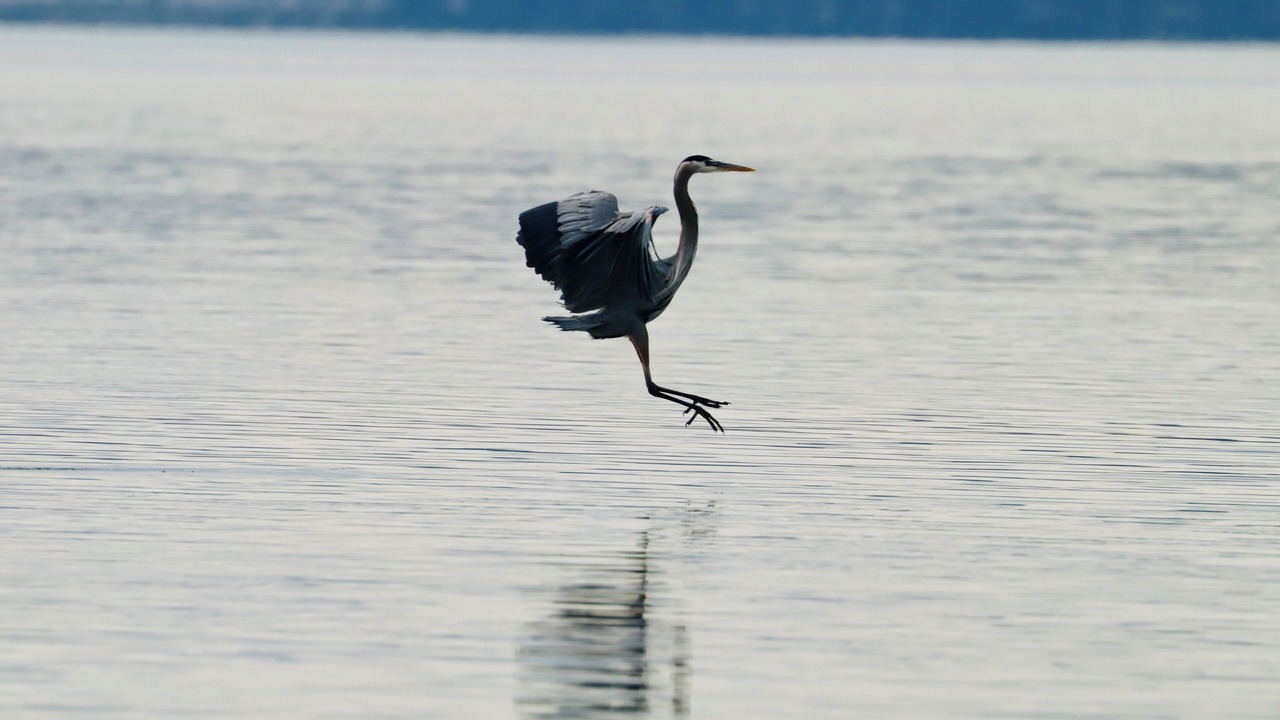 Photo of Others in Camano Island