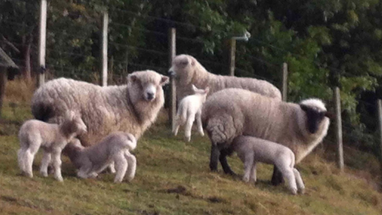 Photo of Others in Nukuhou