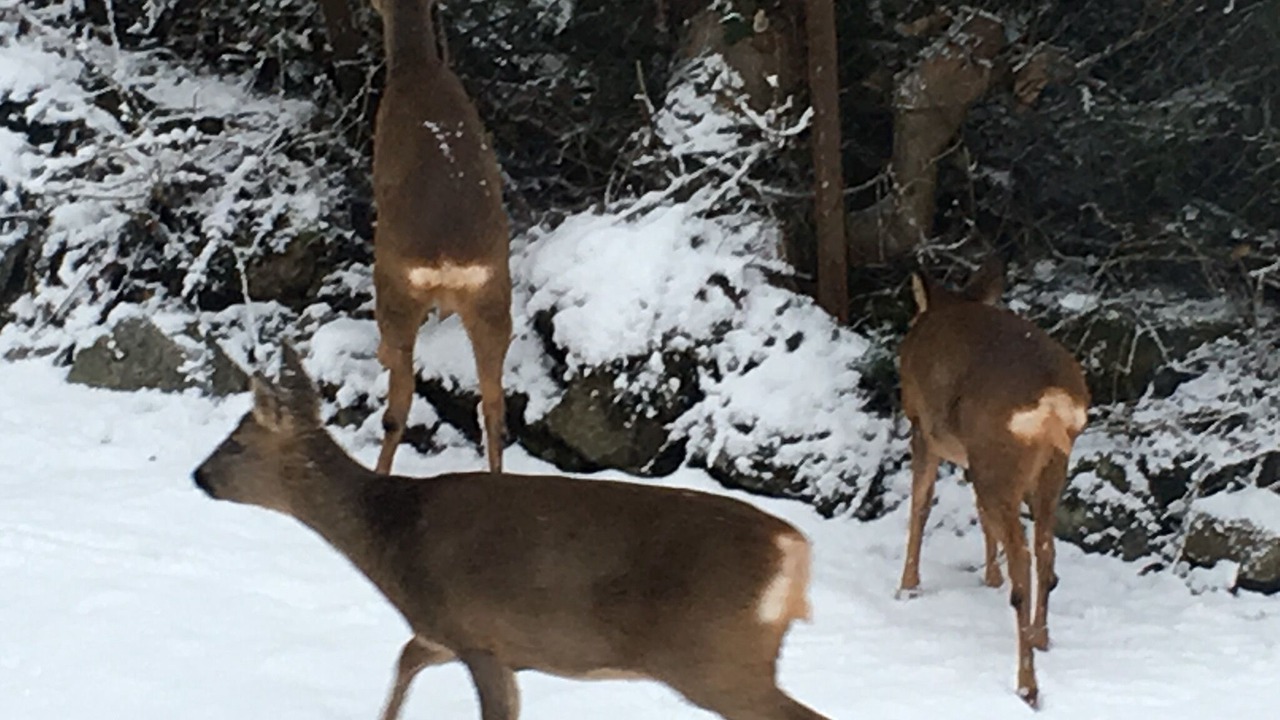 Photo of Outdoor in Le Hohwald